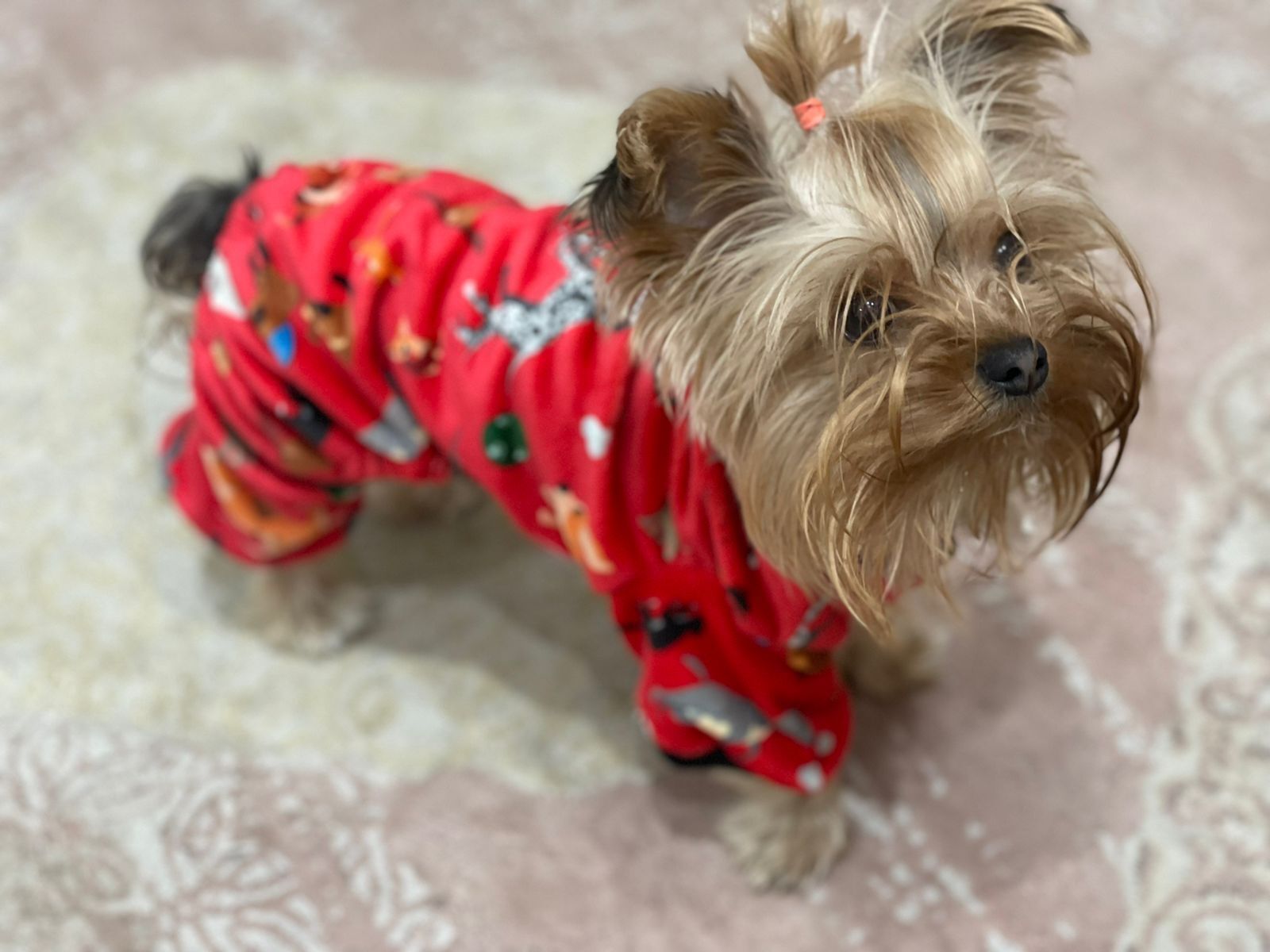 Cozy - Red Pyjama Party