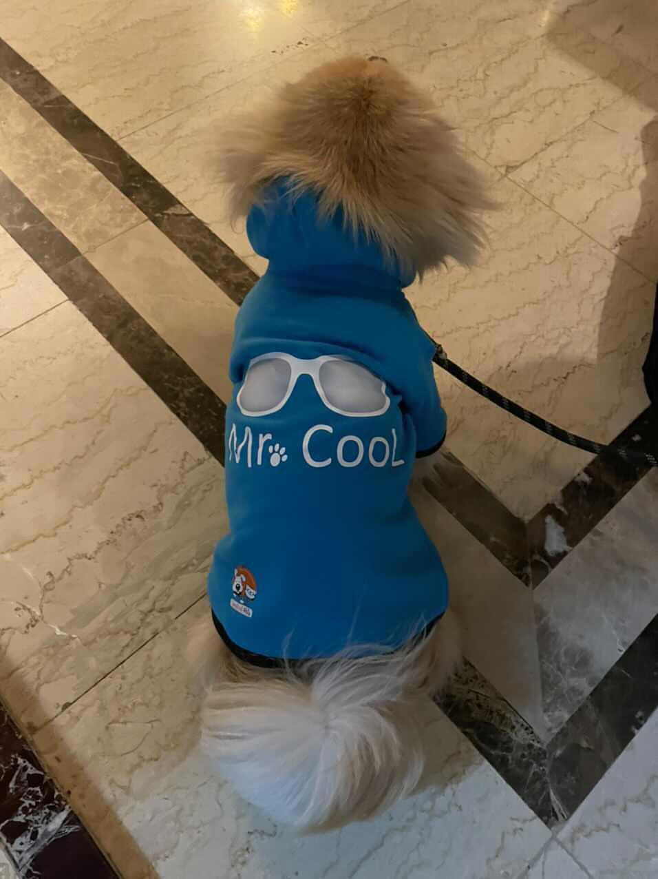 Mr. Cool