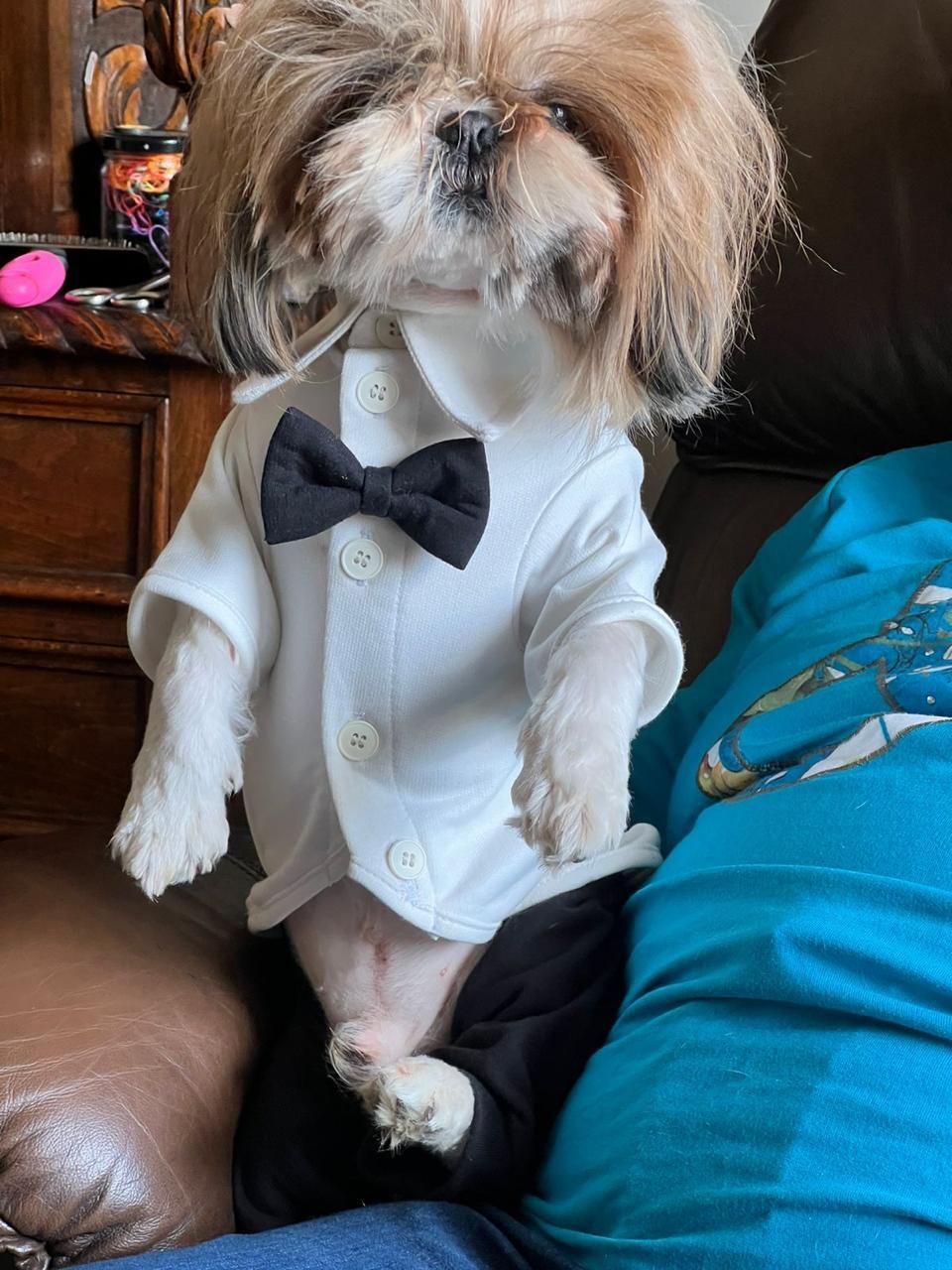Dog Wedding Suit
