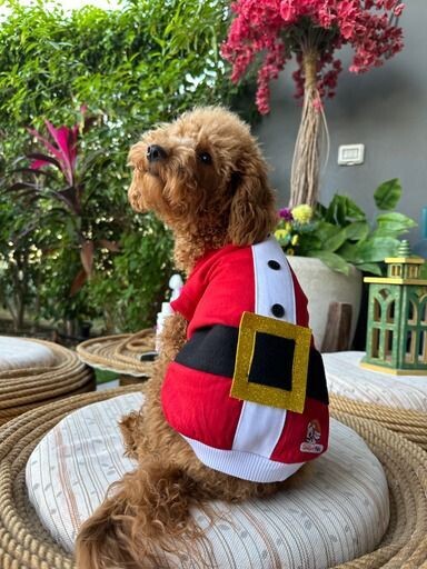 Christmas Collection