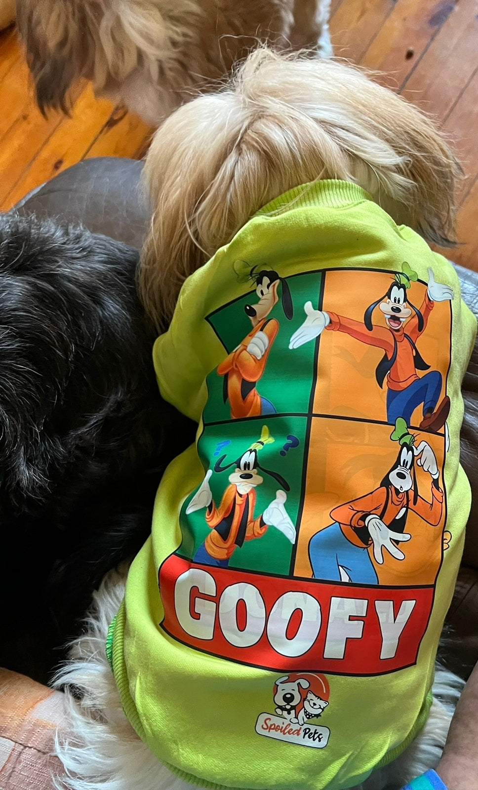Goofy