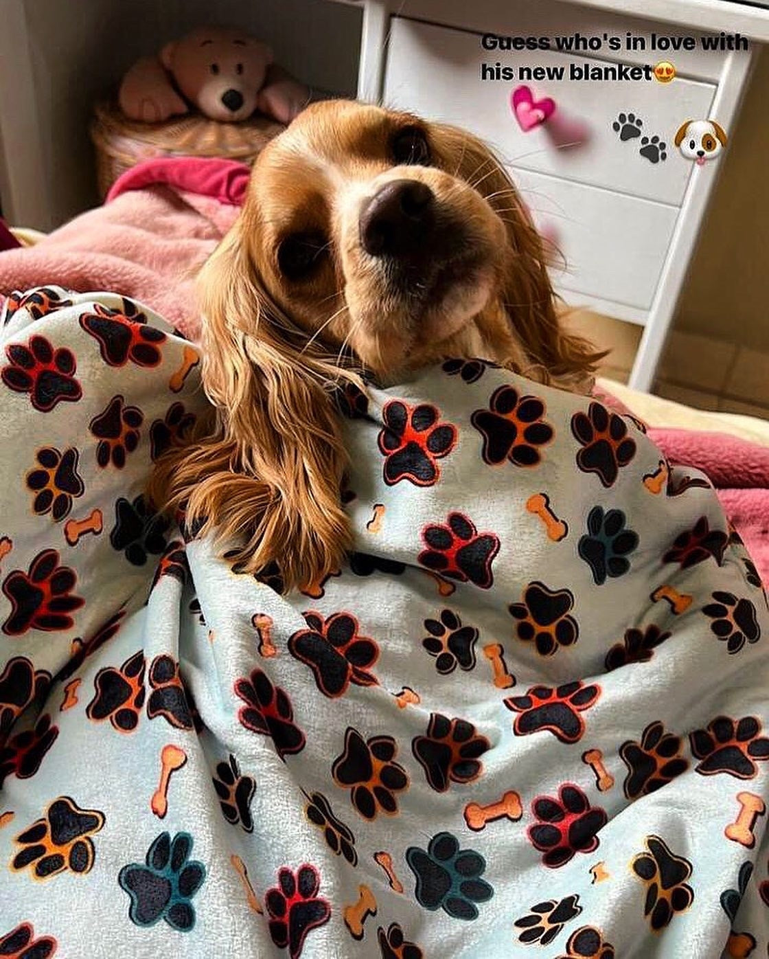 Pet Blanket