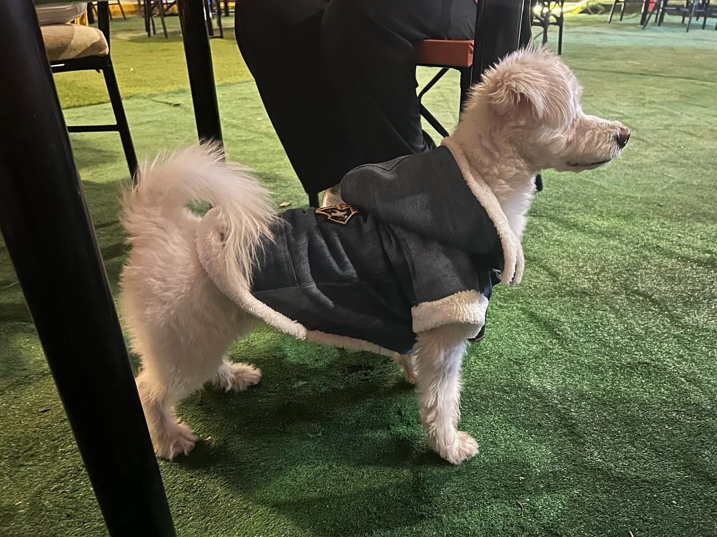 Padded Jeans Jacket