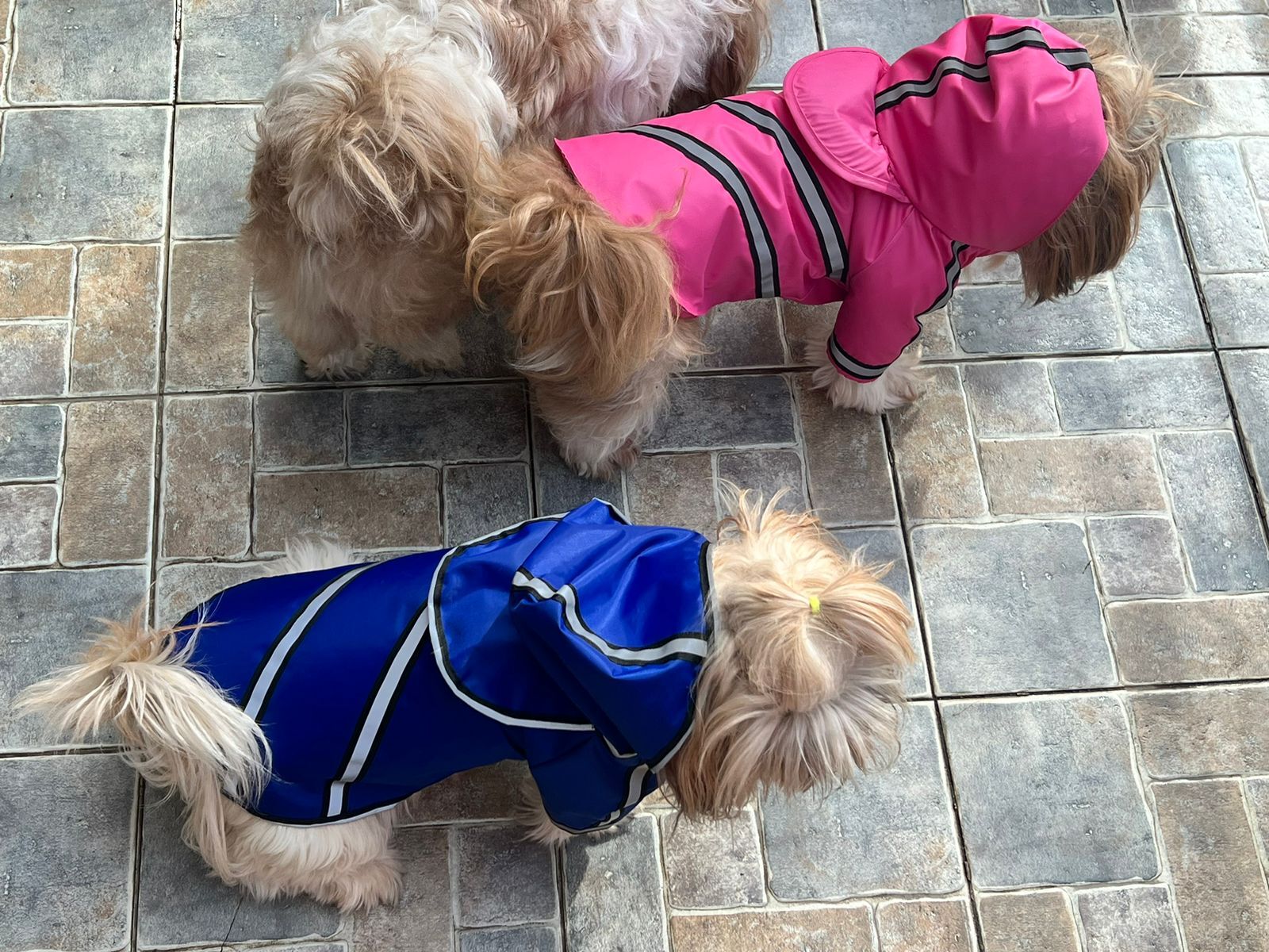 Waterproof Jacket