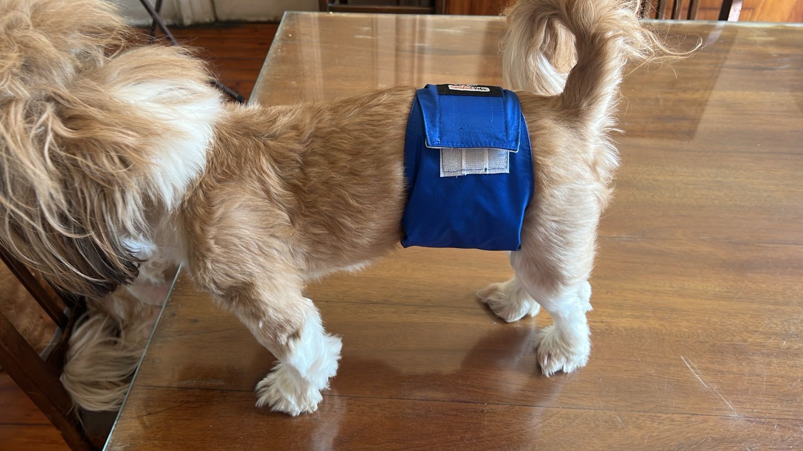 Male Washable Pee Diaper