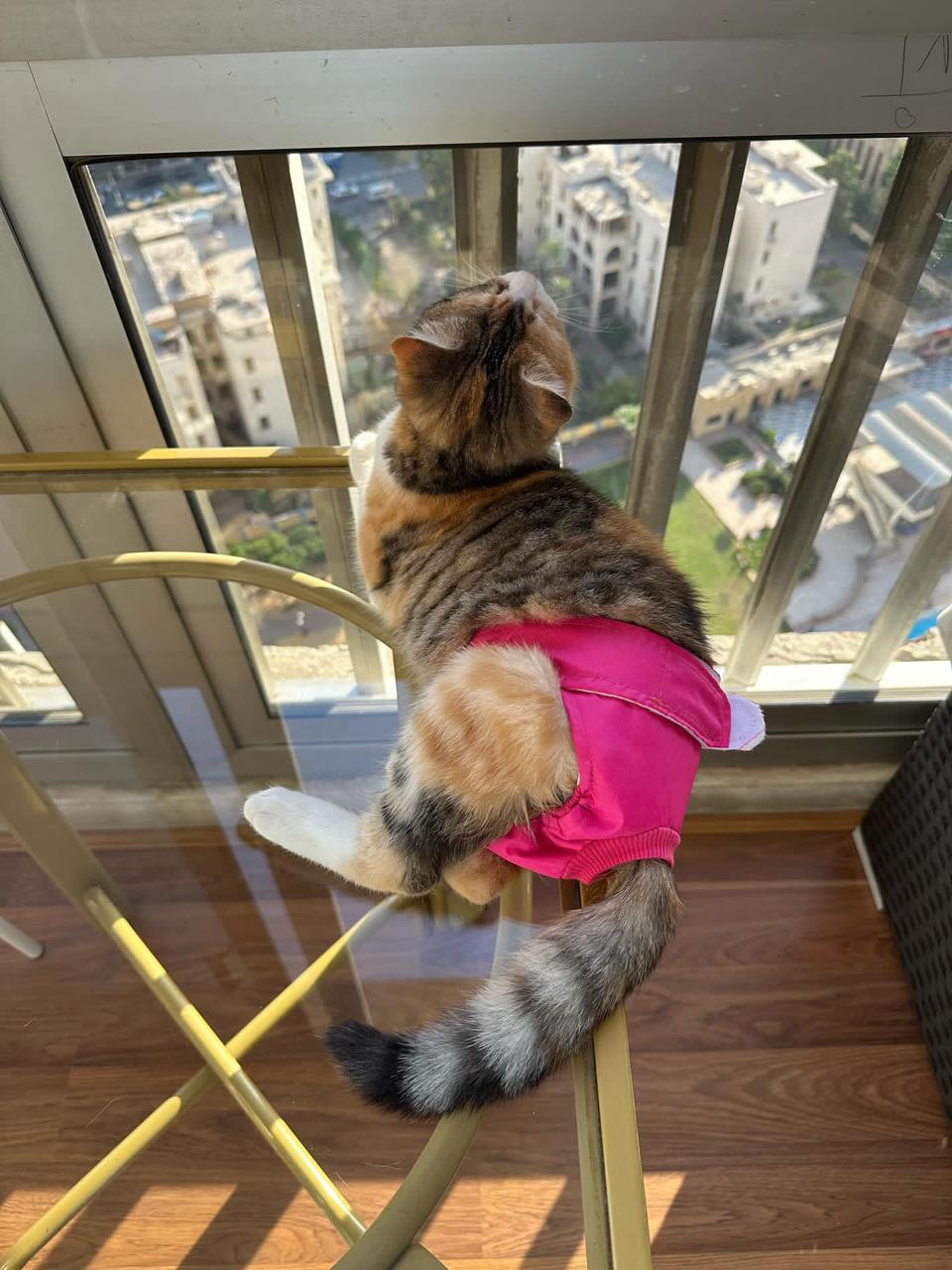 Cat Full Diaper