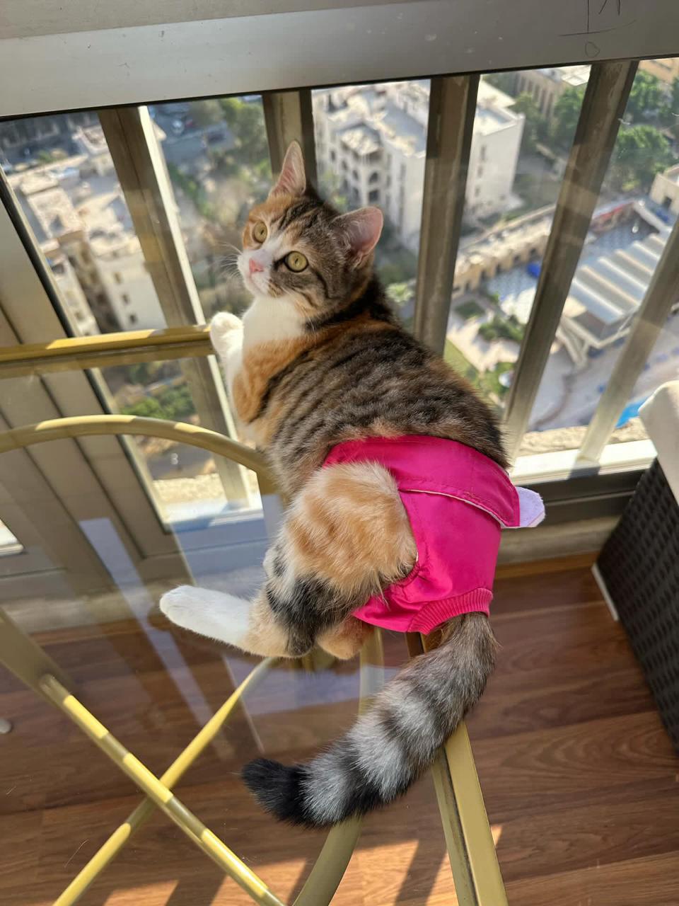 Cat Full Diaper