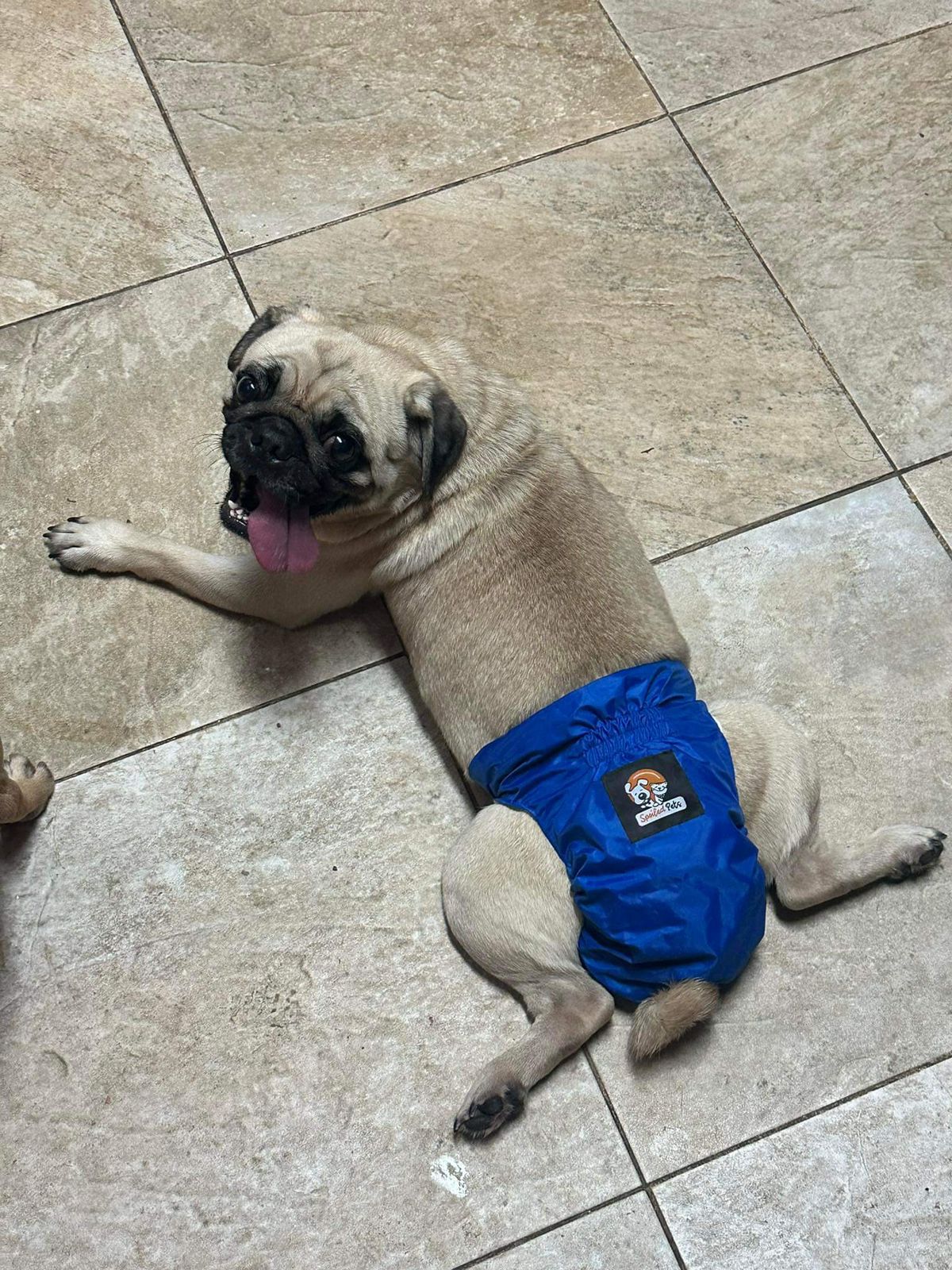 Male Washable Full Diaper