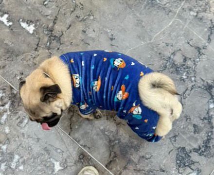 Donald Pyjama