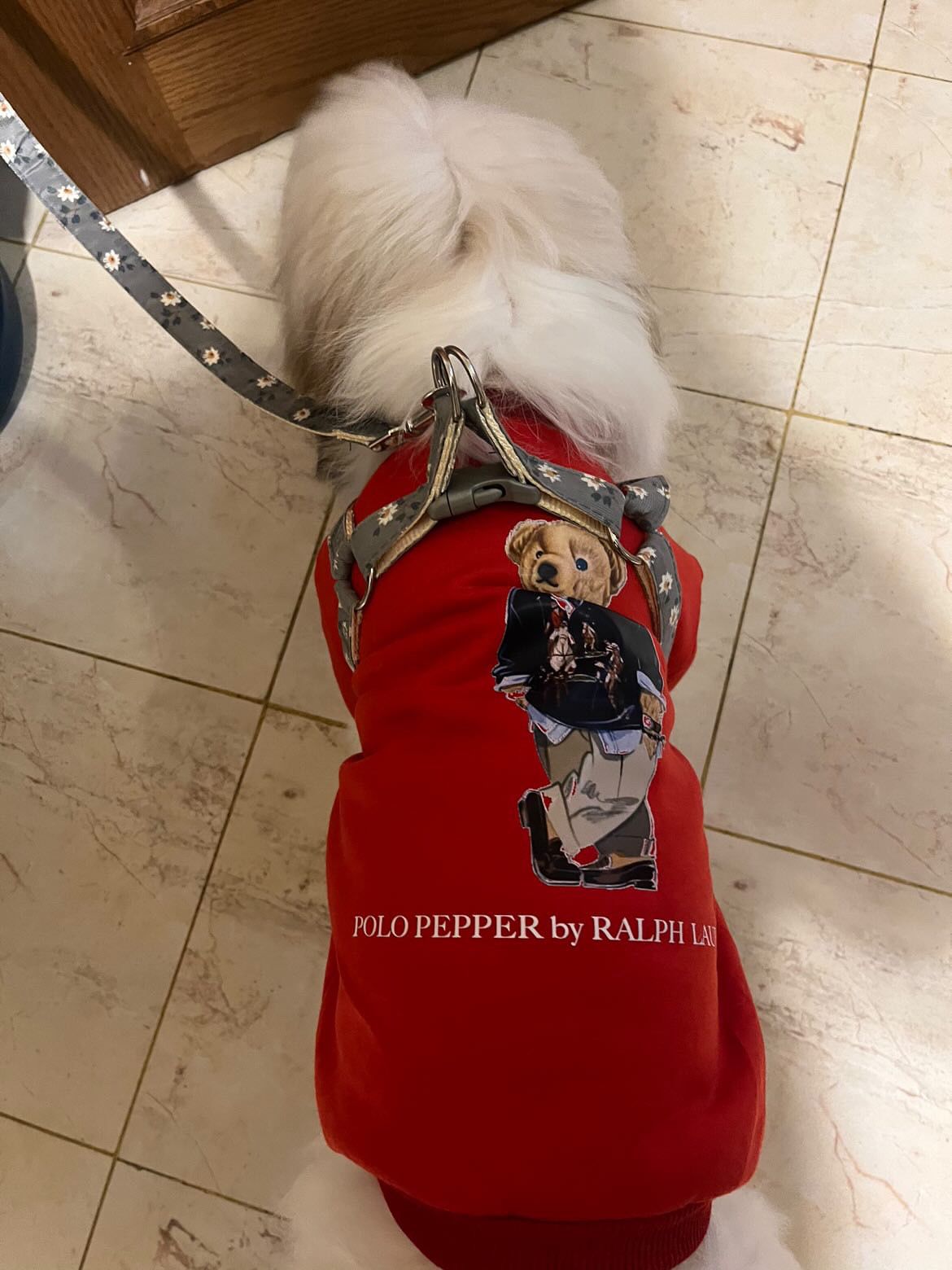 Mr Polo