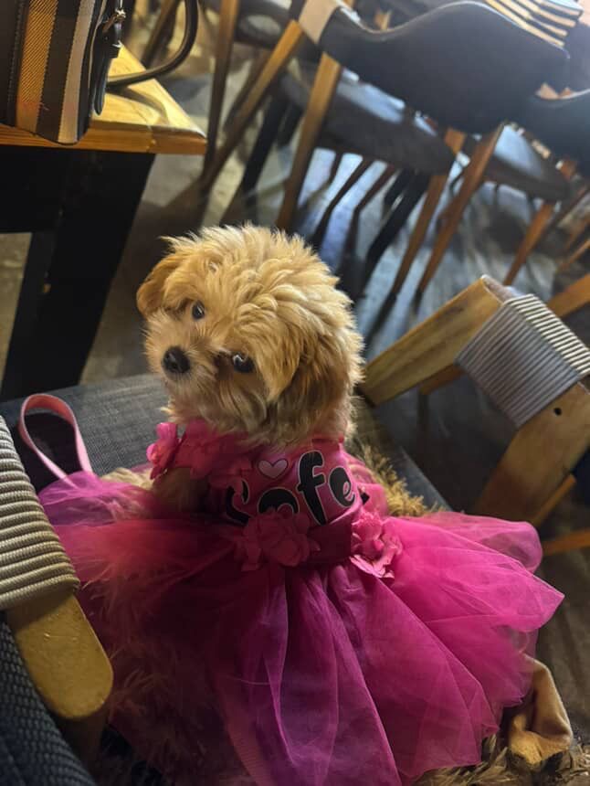 Ballerina Dress