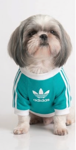 Adidas Sporty T-shirt