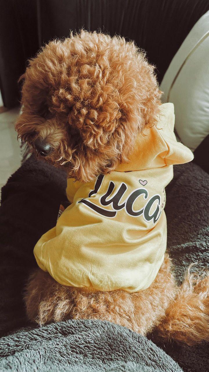 Personalized Dog Hoodie