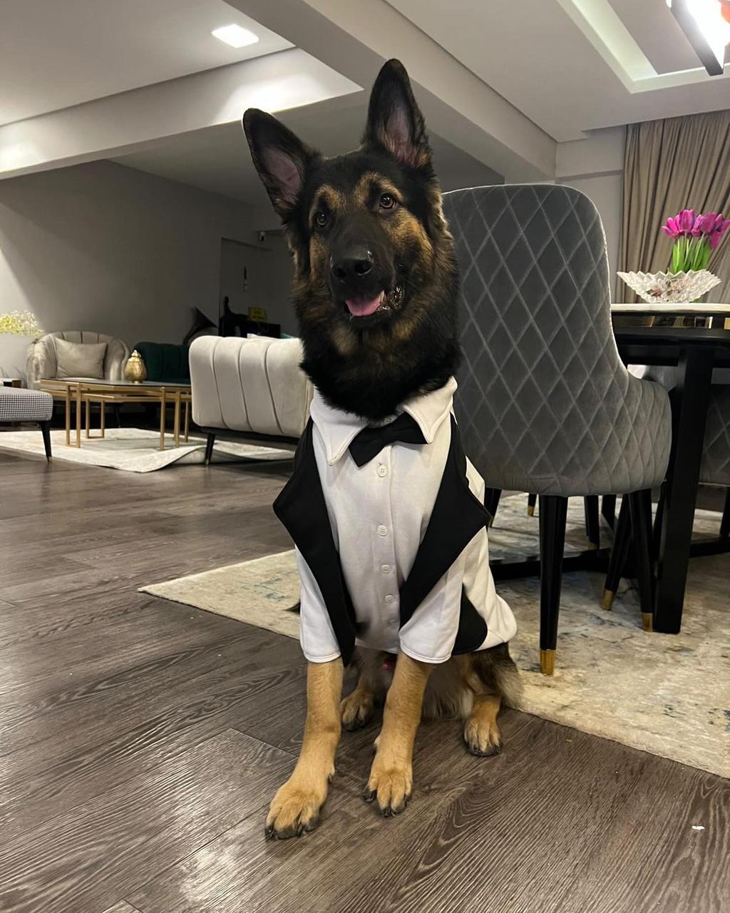 Dog Wedding Suit