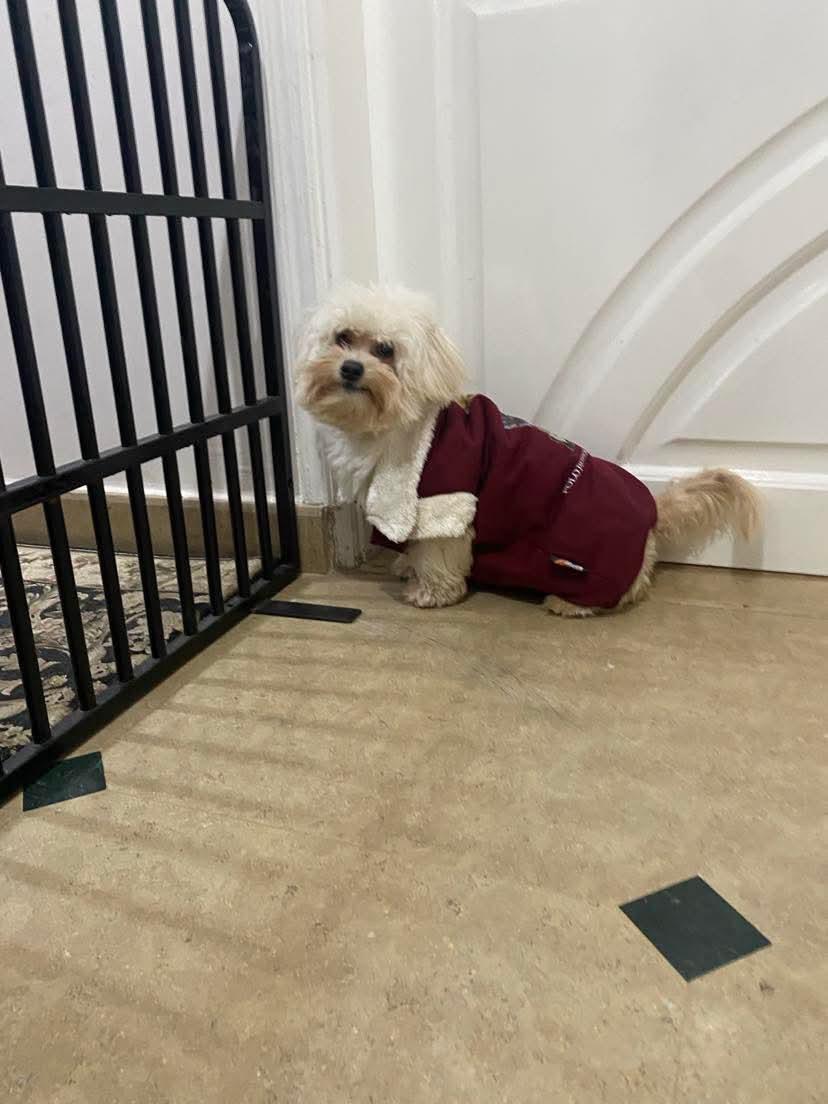 Padded Mr. Polo Vest