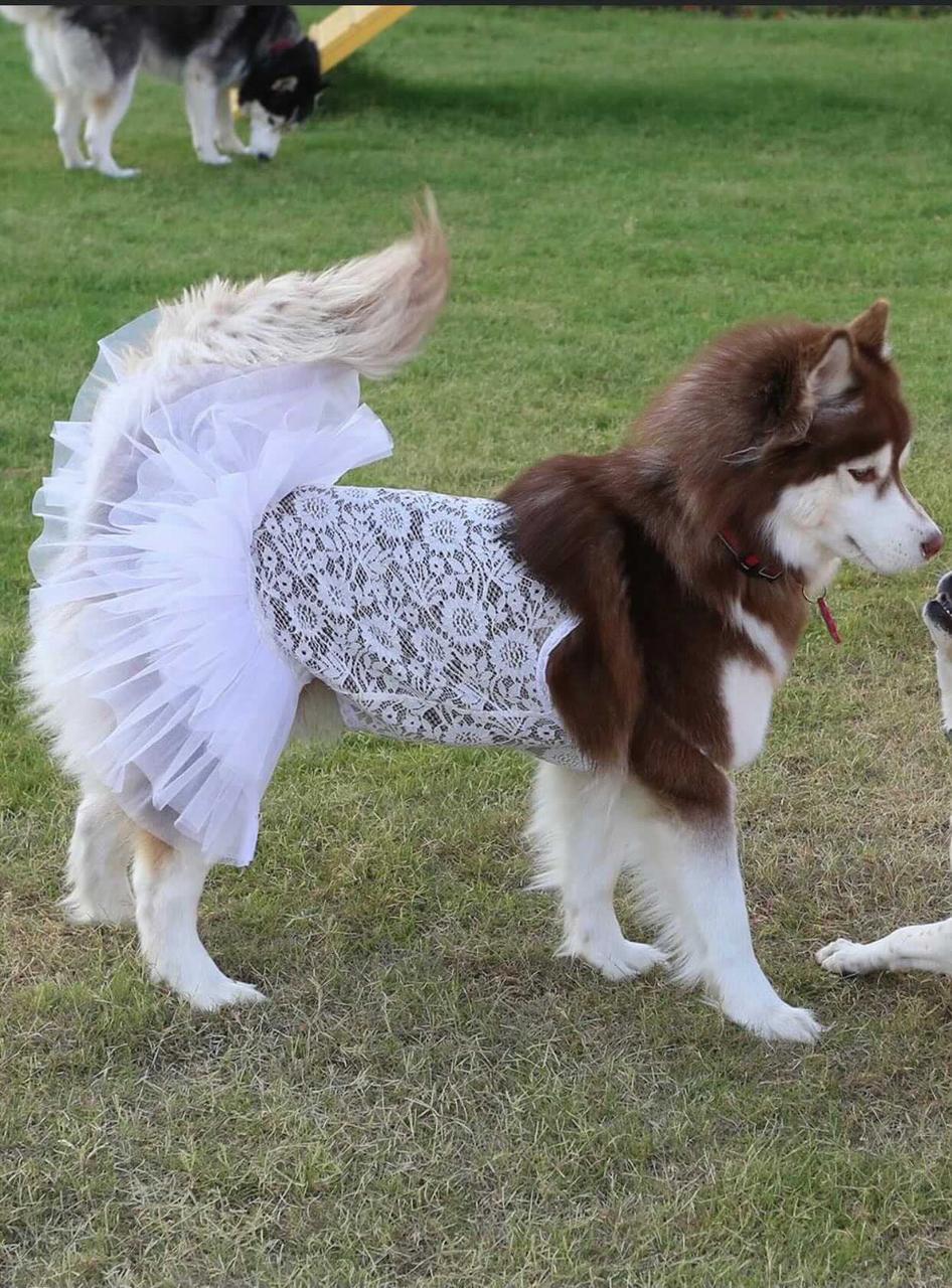 Dog Wedding Dress