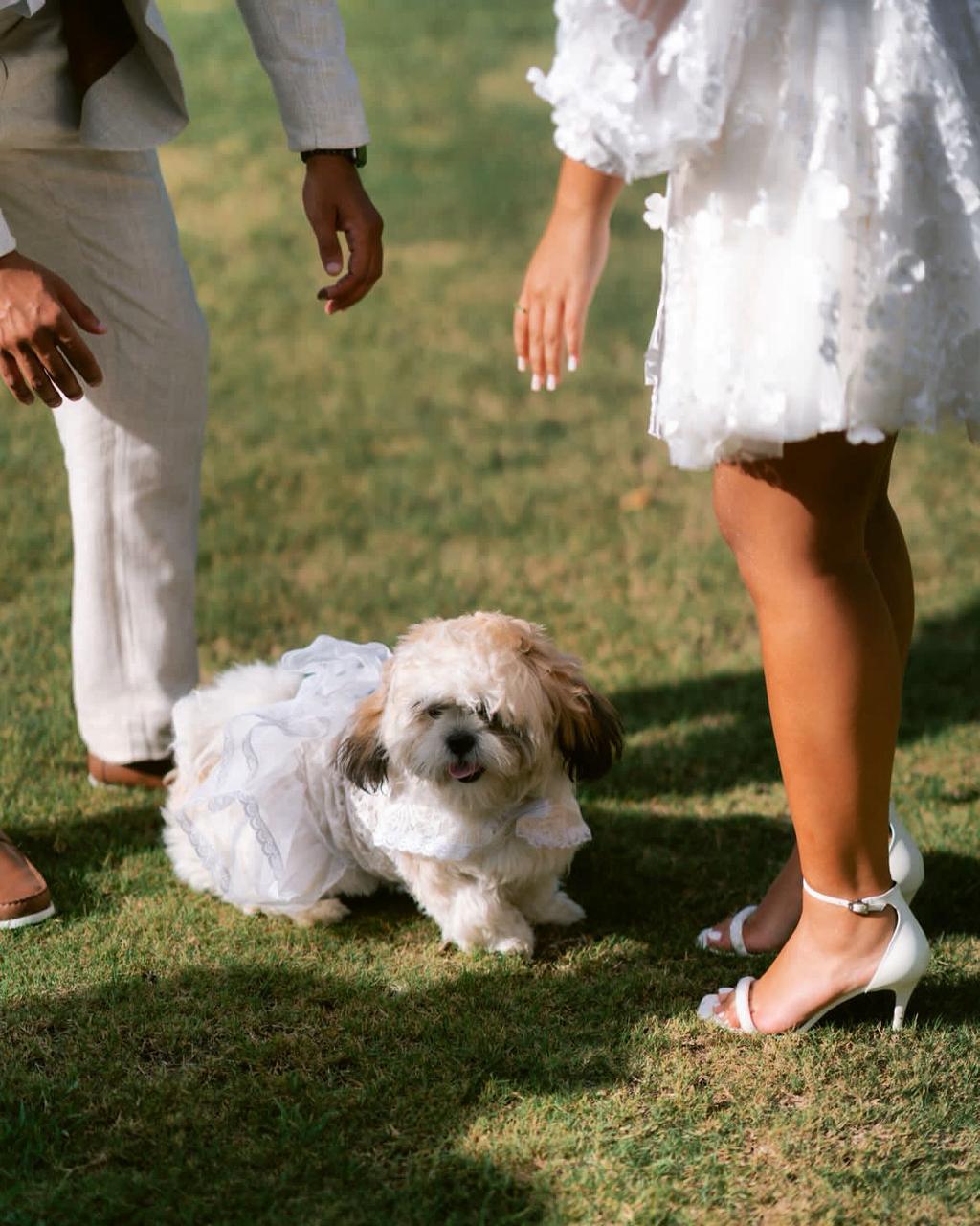 Dog Wedding Dress