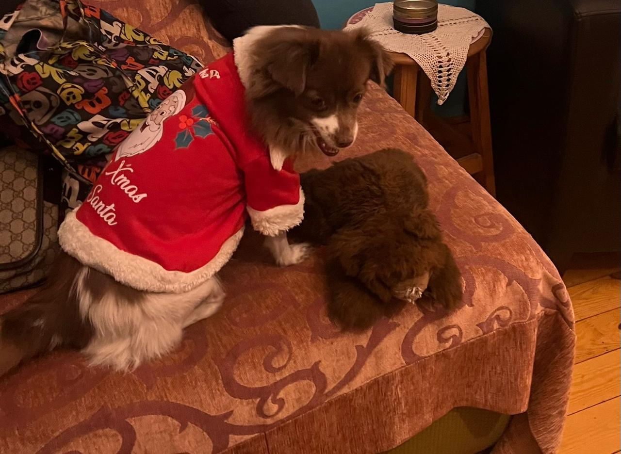 Merry Xmas